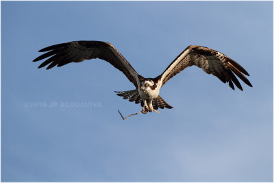 balbuzard - osprey_0368.jpg