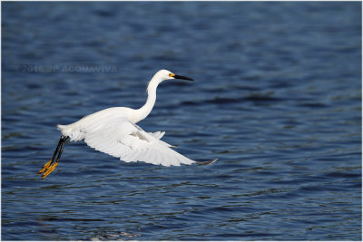 aigrette neigeuse - snowy egret_0506.JPG