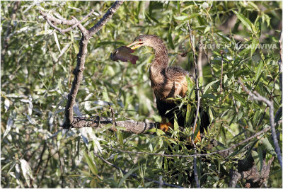 anhinga_0400.JPG