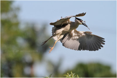 black crowned heron - bihoreau_0558.JPG