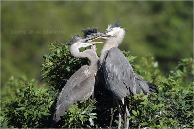 grand hron - great blue heron_0480.JPG