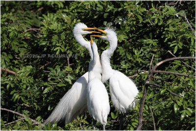 grande aigrette - great egret_0562.JPG