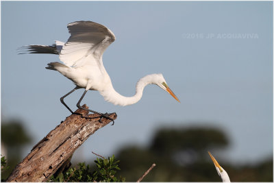 grande aigrette - great egret_0411.JPG