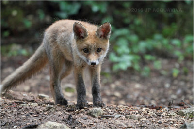 renardeau - fox cub_6003.JPG