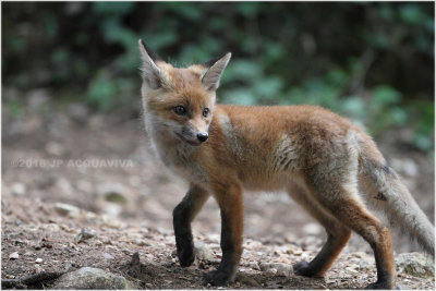 renardeau - fox cub 0163.JPG