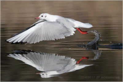 mouette rieuse - black headed gull.JPG