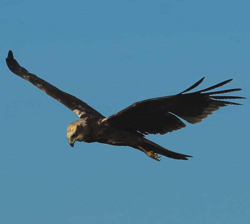 HAWK