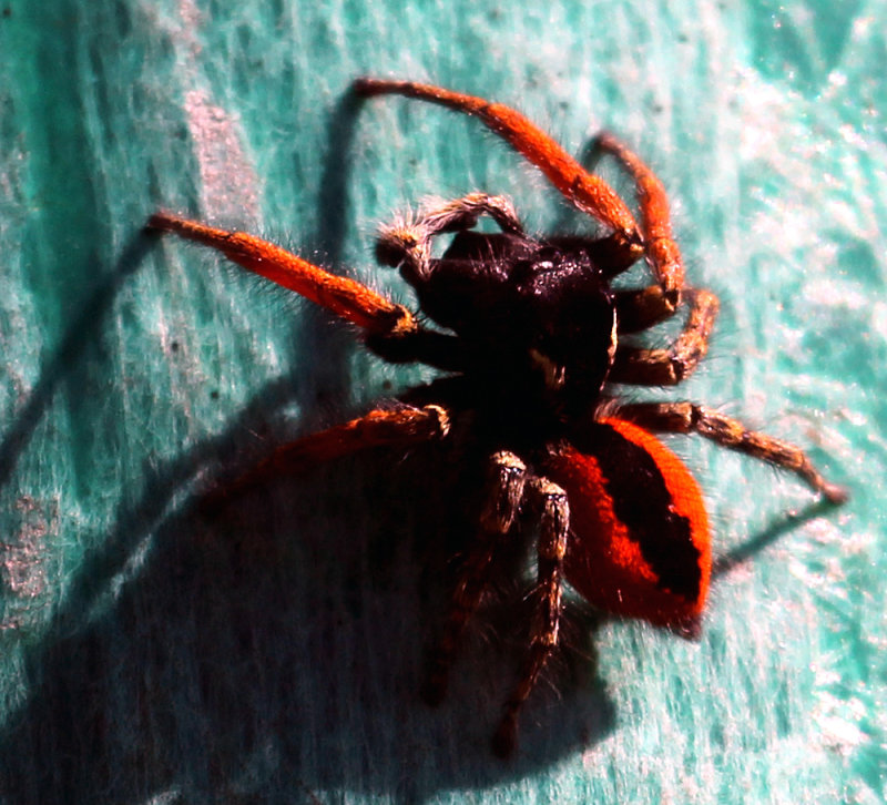Jumping Spider
