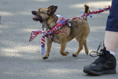 Little dog in the parade