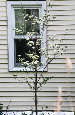 The First Blooms on My Dogwood