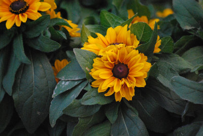 Double Dwarf Sunflower
