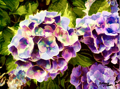 dance of hydrangeas