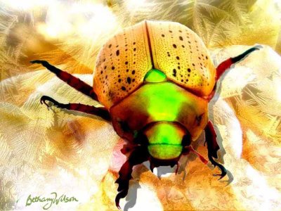 Robo Beetle