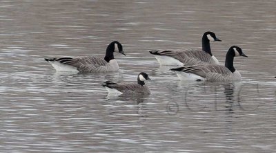 Cackling Goose, (white neck ring barely visible), with 3 Canada Geese  4Z042390 copy.jpg
