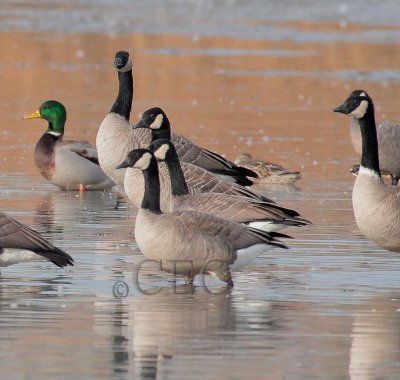 Full size Canada Goose with white neck ring, right frame, Moses Lake  4Z042399 copy.jpg