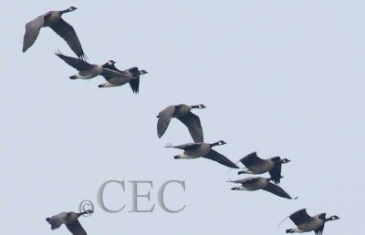 Full size Canada Goose with white neck ring, center of frame, Moses Lake  4Z042440 copy.jpg