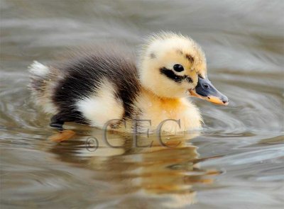 Dabbling Ducks