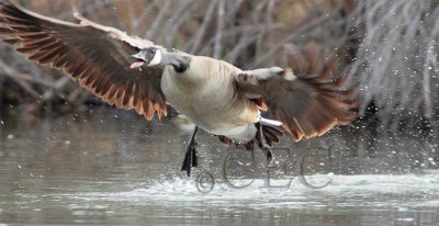 Canada Goose  _EZ38256 copy.jpg