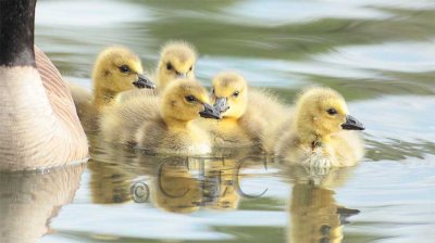 Canada Geese