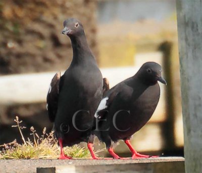 Pigeon Guillemots  _EZ72263 copy.jpg