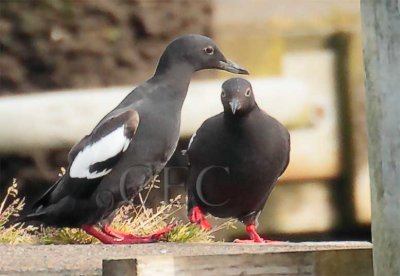 Pigeon Guillemots  _EZ72266 copy.jpg