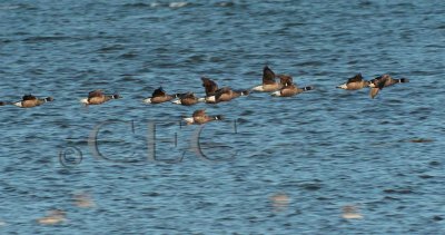 Brant Geese, Grays Harbor    _EZ72945 copy.jpg