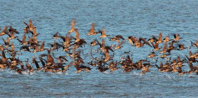 Brant Geese  _EZ73880 copy.jpg