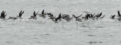 Brant Geese  _EZ74366 copy.jpg