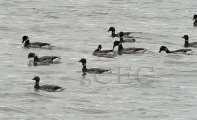 Brant Geese  _EZ74449 copy.jpg