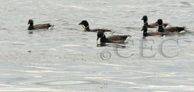 Brant Geese  _EZ74454 copy.jpg