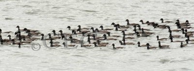 Brant Geese  _EZ74496 copy.jpg