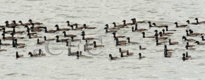 Brant Geese  _EZ74498 copy.jpg