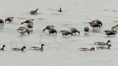 Brant Geese  _EZ74510 copy.jpg