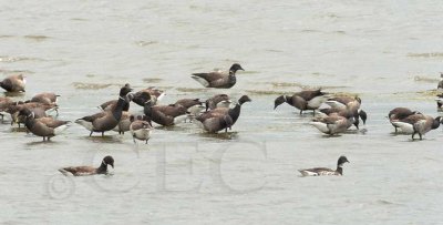 Brant Geese, Willapa Bay    _EZ74512 copy.jpg