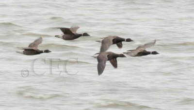 One Juvenile Brant with barely visible neck ring  _EZ74521 copy.jpg