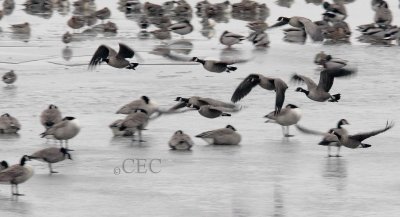 Full size Canada Goose with white neck ring, center of frame, Kennewick _Z061840 copy.jpg