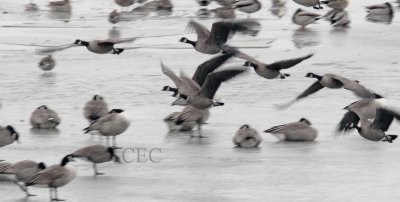 Full size Canada Goose with white neck ring, center of frame, Kennewick_Z061841 copy.jpg