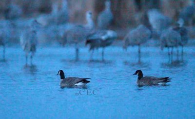 Cackling Geese 1/3, flock of seven, just 2 with visible white band (video Capture) .jpg