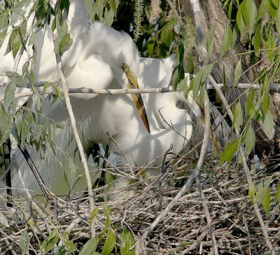 Adoring Parents, compared to most other herons WT4P7986 close.jpg