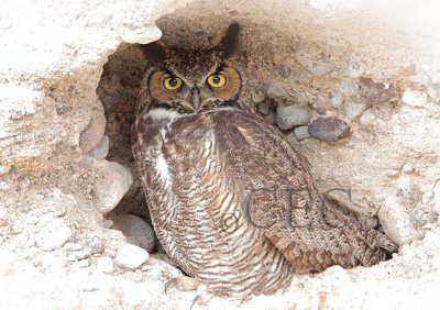 Great Horned Owls nesting in road bed, Naches 1/4  AEZ32329 copy.jpg