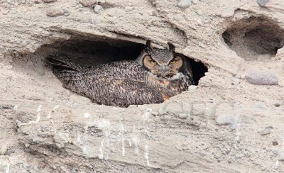 Great Horned Owls nesting in road bed, Naches 2/4 AEZ32415 copy.jpg