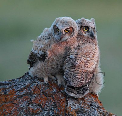 Young Owls near Nest  _EZ65349.jpg