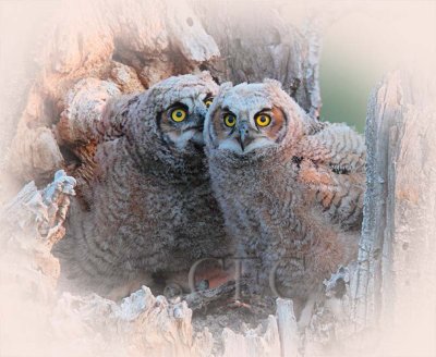 Young Owls in Nest  _EZ65368.jpg