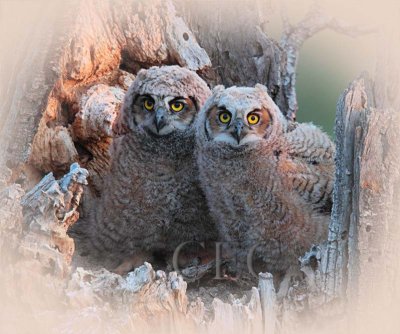 Young Owls in Nest  _EZ65369.jpg
