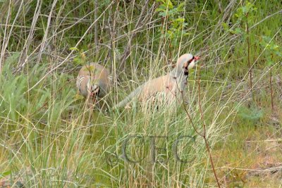 Chukar, mated pair, male stands gaurd while female feeds, Yakima River  1/4  _EZ71431 copy.jpg