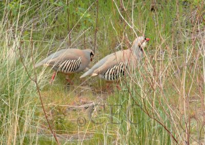 Chukar, mated pair, male stands gaurd while female feeds, Yakima River  2/4  _EZ71435 copy.jpg