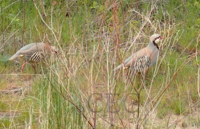 Chukar, mated pair, male stands gaurd while female feeds, Yakima River  4/4  _EZ71437 copy.jpg