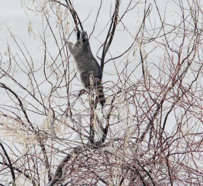 Racoon eating Russian Olives, dark winter day_Z062014 copy.jpg