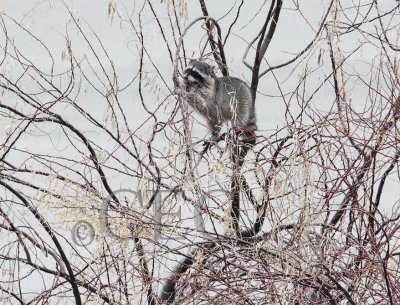 Racoon eating Russian Olives, dark winter day_Z062017 copy.jpg