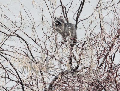 Other Mammals